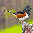 Eastern Towhee