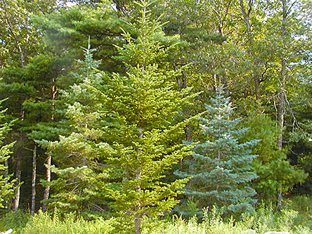 Some trees of the Blisscapes Nursery - Arizona Fir, Concolor Fir