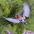 Attract Bluebirds with your landscape!