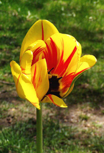 Blisscapes Landscape Design & Nursery