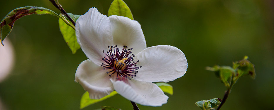 Silky Stewartia 